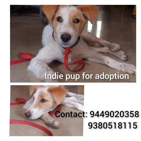 pup phone number